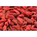 goji berry wholesale distributor